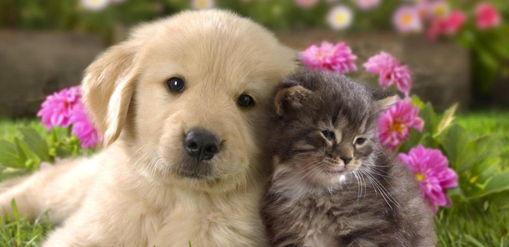 dog and cat